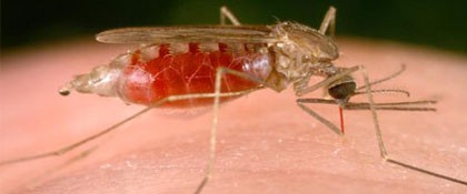 Малярия, что вы о ней знаете?