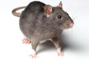 Дератизация