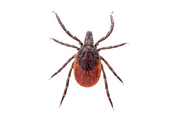 Дезинсекция